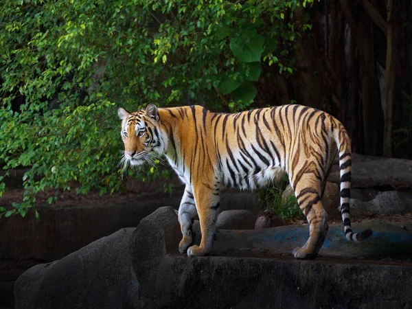 Tigre Asiático Pie Sobre Una Roca Los Bosques Naturales — Foto de Stock