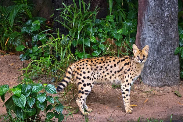 Серваль Дикая Кошка Дикой Природе Леса — стоковое фото