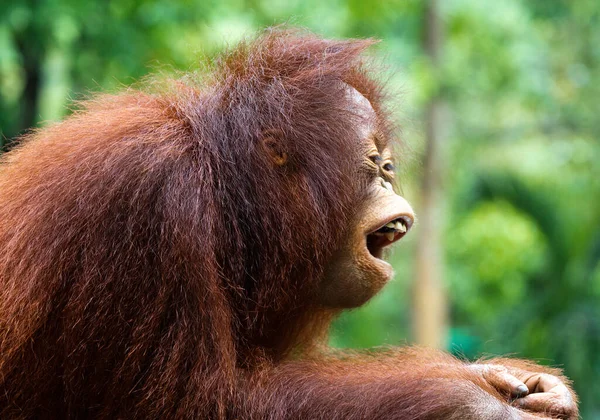 Vahşi Doğada Orangutan — Stok fotoğraf