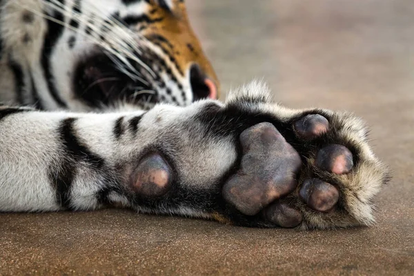 Under the feet of the Asian tigers.