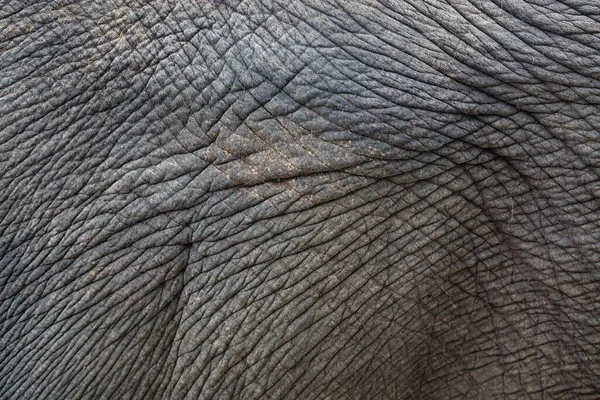 Bunt Gemusterte Elefantenoberfläche Für Hintergrund — Stockfoto