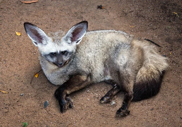 Bat Ear Fox Otocyon Megalotis Sta Riposando Sulla Sabbia — Foto Stock
