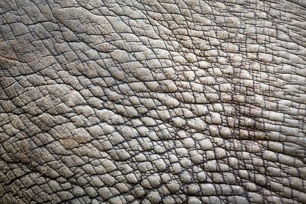Rhinoceros Skin Pattern Background — Stock Photo, Image