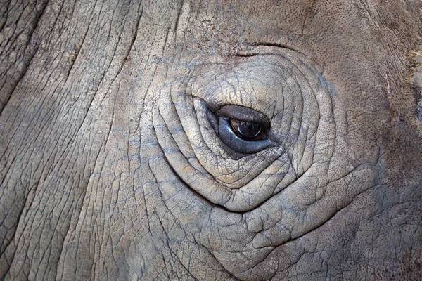 大象的眼睛和皮肤形态 — 图库照片