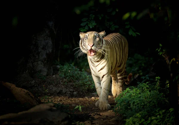 Tigre Branco Estava Natureza Floresta — Fotografia de Stock