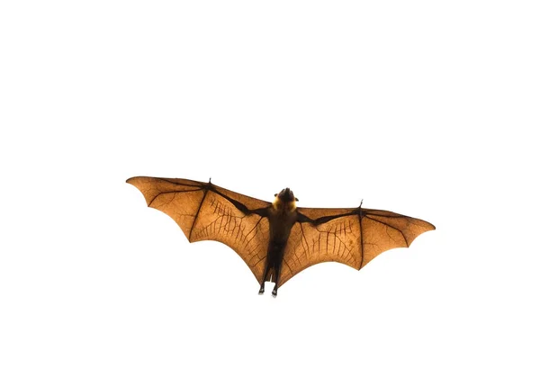 Lyle Flying Fox Spread Wings Flying White Background — Stock Photo, Image