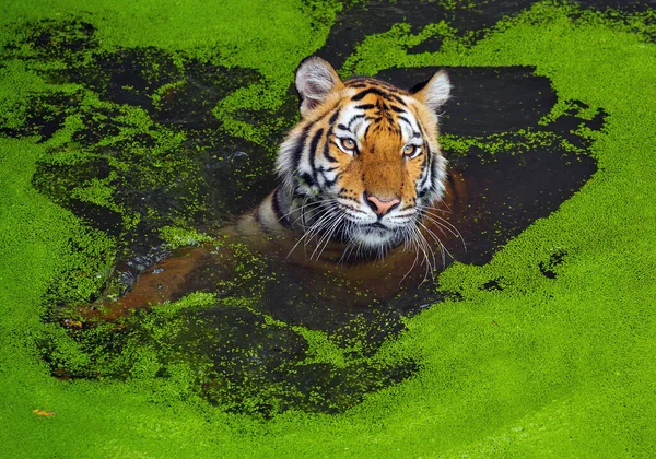 Tigre Indochino Está Jugando Con Agua — Foto de Stock