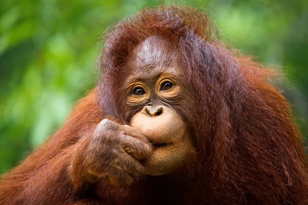 Genç Bir Orangutan Portresi — Stok fotoğraf
