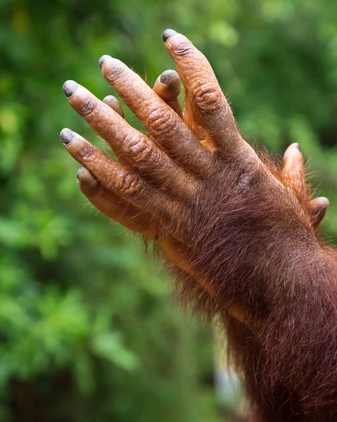 一只小猩猩的手 — 图库照片