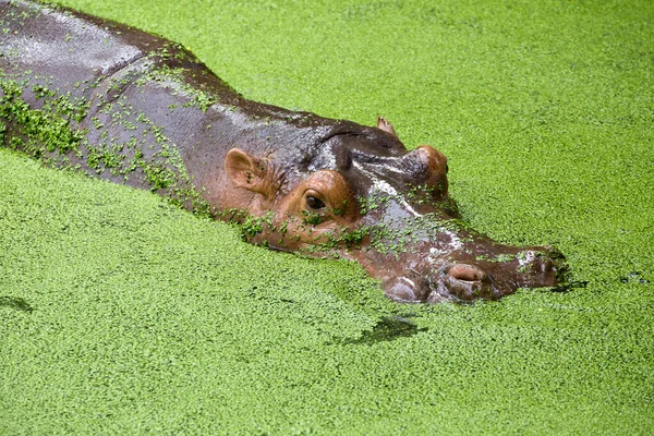 Hippopotame Dans Eau Lac — Photo
