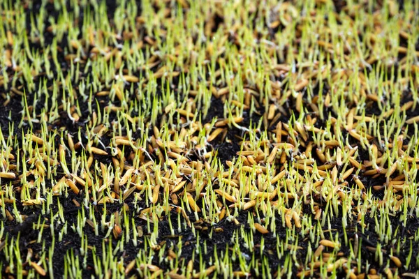 Σπόροι Ρυζιού Καλλιεργούνται Στο Χωράφι — Φωτογραφία Αρχείου