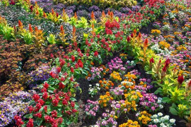 Arkaplan için dikey renkli bahçe.