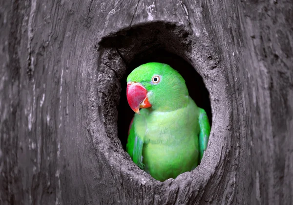 Zielona Papuga Dziurze Drzewie — Zdjęcie stockowe
