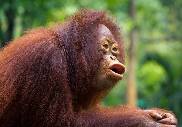 Mladí Orangutani Křičí Divoké Přírodě — Stock fotografie