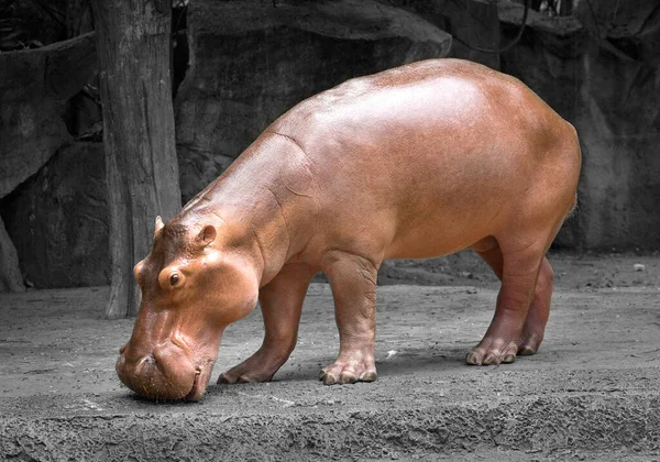 Бегемоты Расслабляются Естественной Атмосфере Зоопарка — стоковое фото