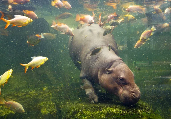 Hippopotamus Simmar Med Fisk — Stockfoto