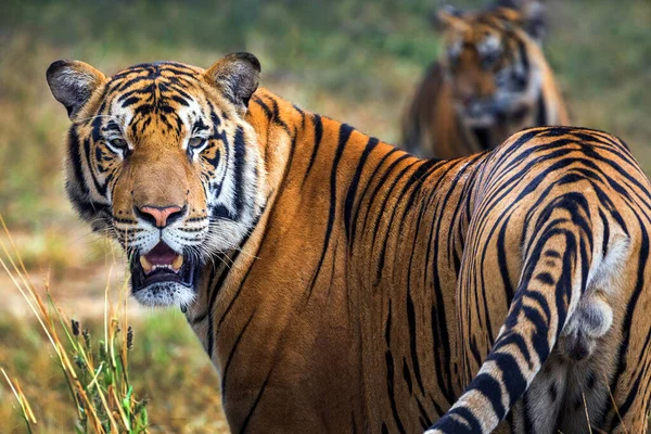 Ásia Masculino Tigre Selvagem — Fotografia de Stock