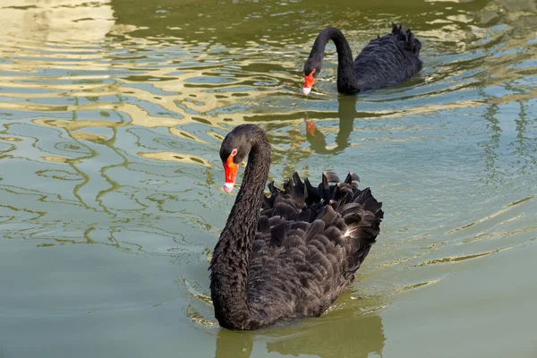 Черные Лебеди Купаются Озере — стоковое фото