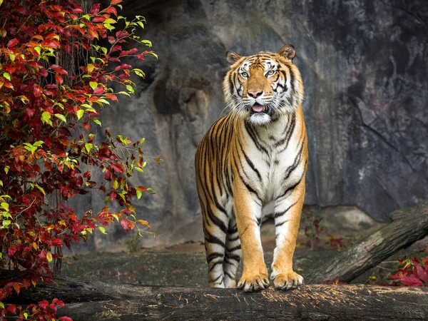 Тигр Стоящий Природе Леса — стоковое фото