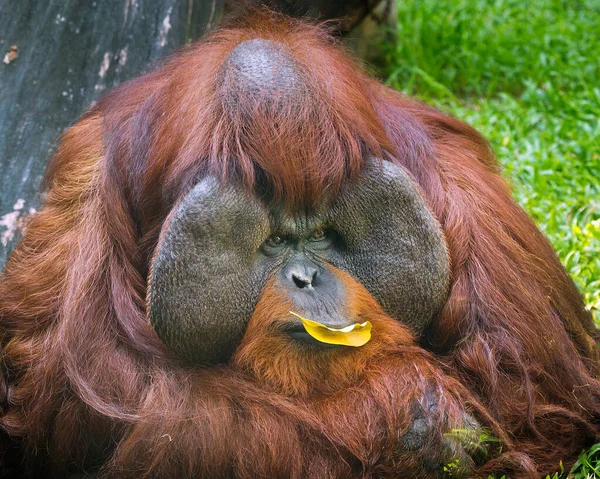 Twarz Orangutana Dzikiej Naturze — Zdjęcie stockowe