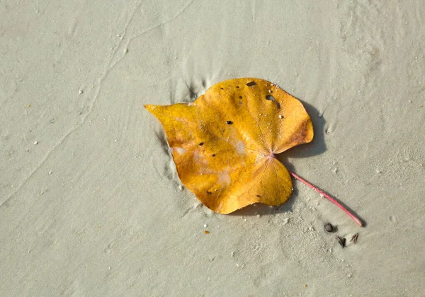 砂の上に黄色の葉 — ストック写真