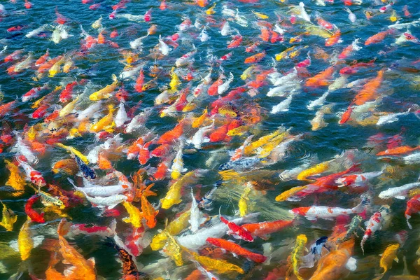 Berwarna Warni Dari Ikan Mas Kolam — Stok Foto