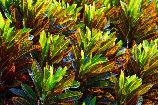 Padrões Coloridos Folhas Para Fundo — Fotografia de Stock