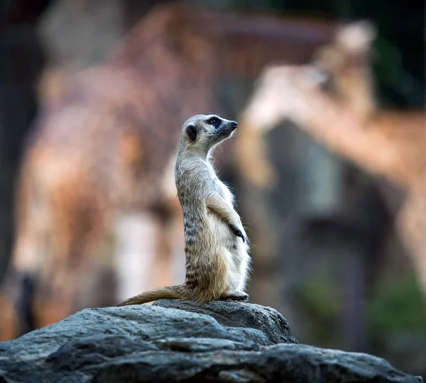 Guarda Vidas Meerkat Suricado Atmosfera Natural Zoológico — Fotografia de Stock