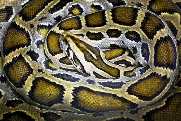 Padrões Coloridos Pele Python — Fotografia de Stock