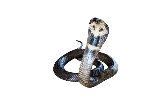 Cobra Sprider Sig Huven Vit Bakgrund — Stockfoto