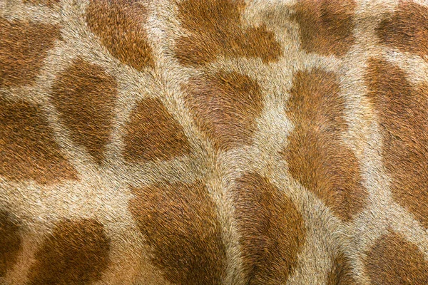 Giraffenhaut Für Hintergrund — Stockfoto