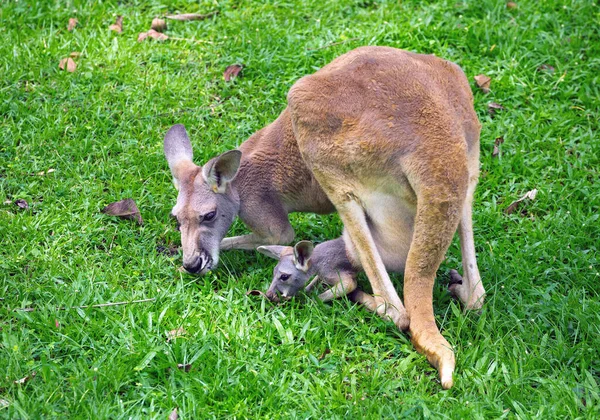 Mor Och Barn Känguru Gräs — Stockfoto