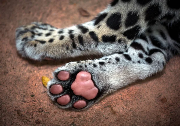 Ноги Ноги Младенца Леопарда — стоковое фото