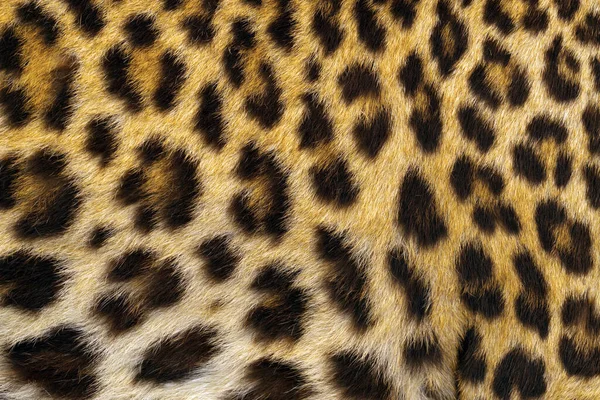 Luipaard Huidpatroon Voor Achtergrond — Stockfoto