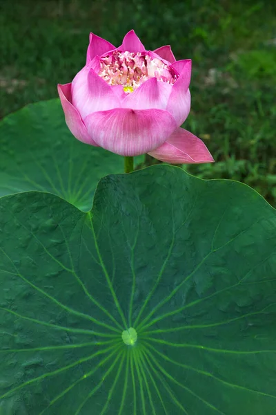 Lotus Kvete Parku — Stock fotografie