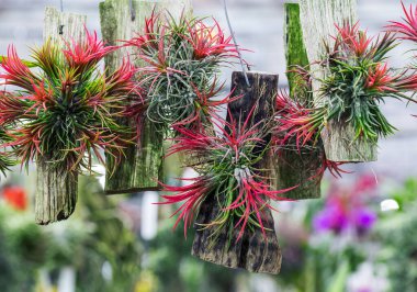 Bahçedeki saksılarda sallanan bitkiler.