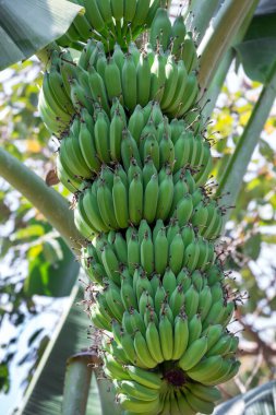 Bahçedeki ağaçta taze muz meyvesi.