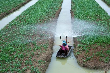 Çiftçiler sebzeleri suluyor..