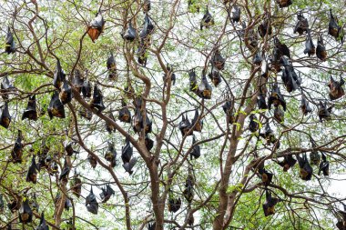 Lyle 'ın uçan tilkisi (Pteropus lylei) ağaçta asılı.