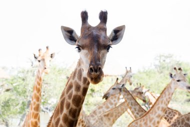 Safari parkındaki zürafanın başı..