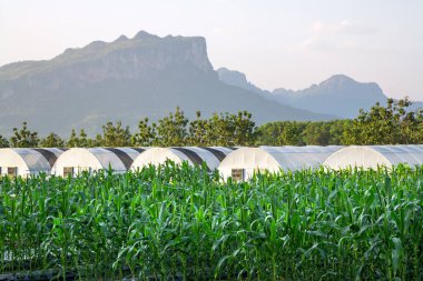Arkasında dağlar olan organik sebze bahçesi..