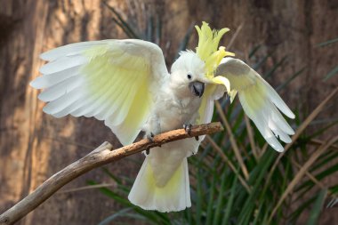 Bir dalda sülfür armalı kakadu (Cacatua galerita).