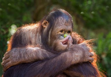 Genç orangutanlar doğada dinleniyor..