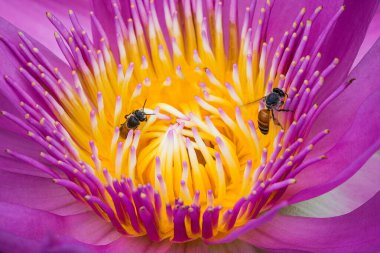 lotus çiçek üzerinde arı sürüsü.