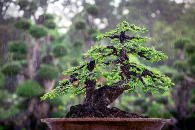 Atmosferdeki saksılarda bonsai ağaçları yağıyor..