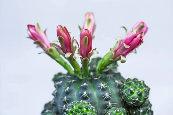 Les Plantes Cactus Fleurissent Sur Fond Blanc — Photo
