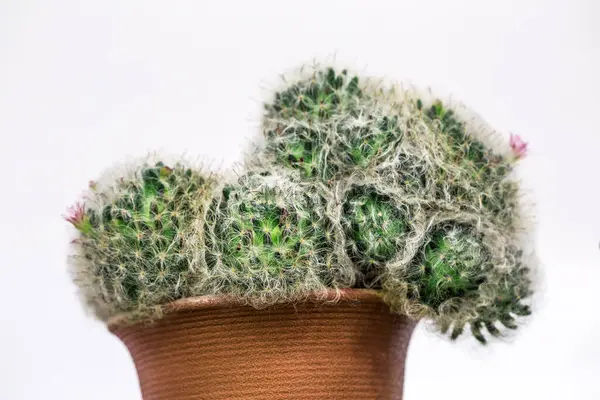Plante Cactus Dans Pot Sur Fond Blanc — Photo