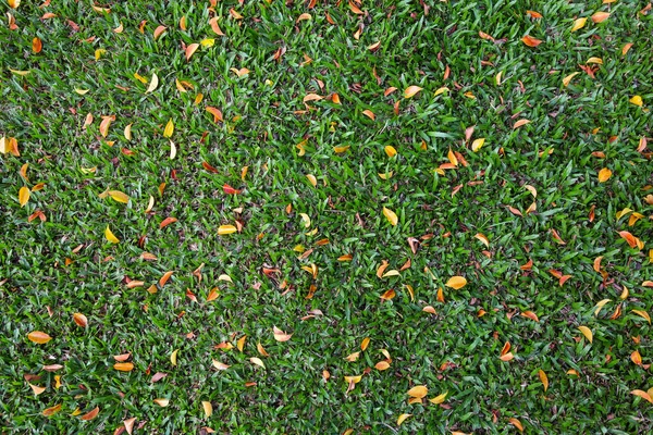 Листья Траве Заднем Плане — стоковое фото