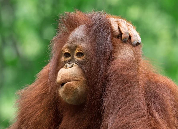 Młody Orangutan Naturze — Zdjęcie stockowe