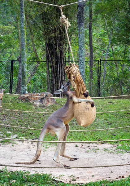 Kangurular Hayvanat Bahçesinin Doğasında Egzersiz Yaparlar — Stok fotoğraf